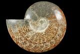 Polished, Agatized Ammonite (Cleoniceras) - Madagascar #133255-1